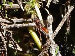 Labeninae