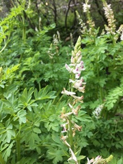 Corydalis caseana