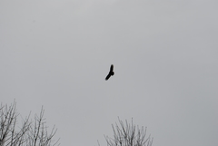 Cathartes aura