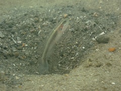 Bigmouth Shrimpgoby photo 4