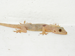 Hemidactylus flaviviridis