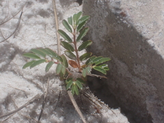 Euphorbia bombensis image