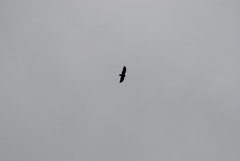 Cathartes aura