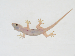 Hemidactylus flaviviridis