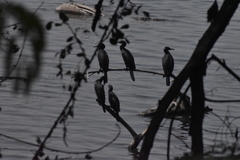 Phalacrocoracidae