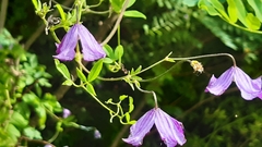 Clematis viticella