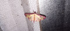 Cadarena pudoraria