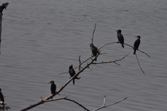 Phalacrocoracidae