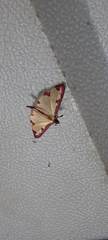Cadarena pudoraria