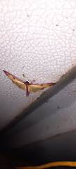 Cadarena pudoraria