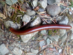 Pachyiulus hungaricus