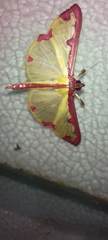 Cadarena pudoraria