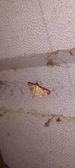 Cadarena pudoraria