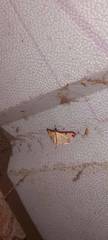 Cadarena pudoraria