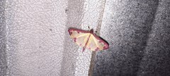 Cadarena pudoraria