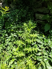 Cirsium vulgare