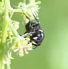 Hylaeus signatus