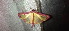 Cadarena pudoraria