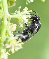 Hylaeus signatus