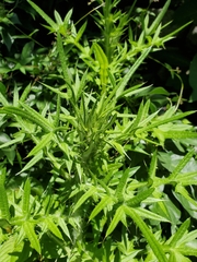 Cirsium vulgare