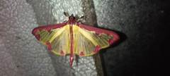 Cadarena pudoraria