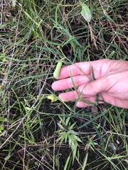 Crotalaria purshii