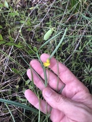 Crotalaria purshii