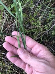 Crotalaria purshii