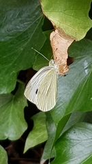 Pieris mannii