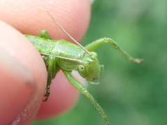 Tettigonia viridissima
