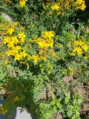 Hypericum perforatum