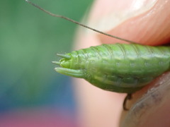 Tettigonia viridissima