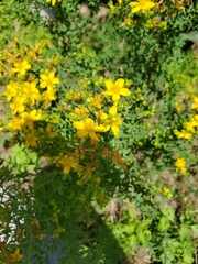 Hypericum perforatum