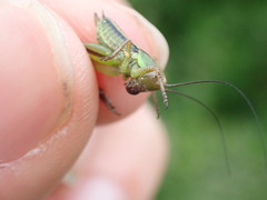 Roeseliana roeselii