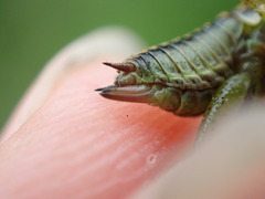 Roeseliana roeselii