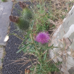 Cirsium vulgare