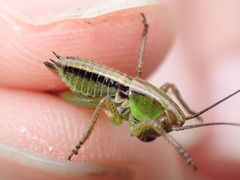 Roeseliana roeselii