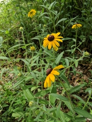 Rudbeckia hirta