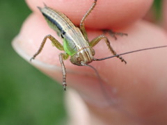 Roeseliana roeselii