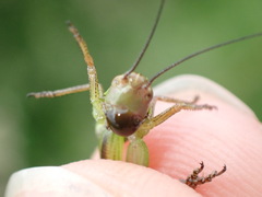 Roeseliana roeselii