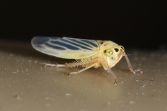 Davisonia americana