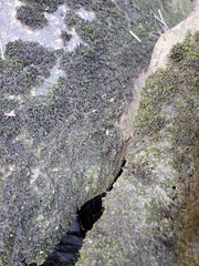 Bryopsida