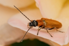 Anogcodes rufiventris