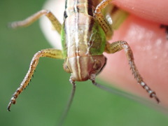 Roeseliana roeselii
