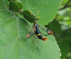 Synanthedon richardsi