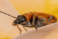 Anogcodes rufiventris