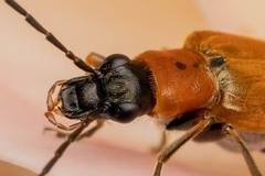 Anogcodes rufiventris