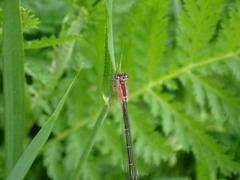 Ischnura elegans