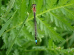 Ischnura elegans