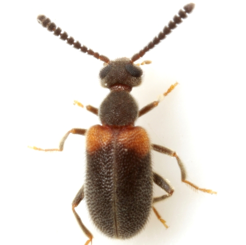 Orange-banded Ant-like Leaf Beetle